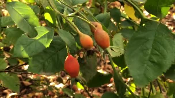Cão Rosa Arbusto Com Quadris Vermelhos Jardim Outono Ramos Balançam — Vídeo de Stock