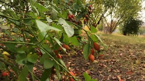 Собака Рожевий Кущ Червоними Стегнами Осінньому Саду Гілки Ширяють Світлому — стокове відео