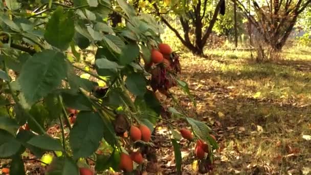 Pies Róży Krzak Czerwonymi Biodrami Jesiennym Ogrodzie Gałęzie Kołyszą Się — Wideo stockowe