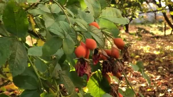 Dog Rose Bush Red Hips Autumn Garden Branches Sway Light — Stock Video