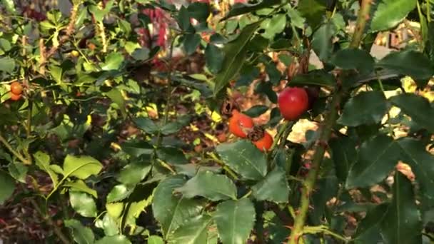Собака Рожевий Кущ Червоними Стегнами Осінньому Саду Гілки Ширяють Світлому — стокове відео