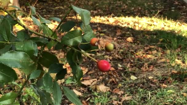 Cão Rosa Arbusto Com Quadris Vermelhos Jardim Outono Ramos Balançam — Vídeo de Stock