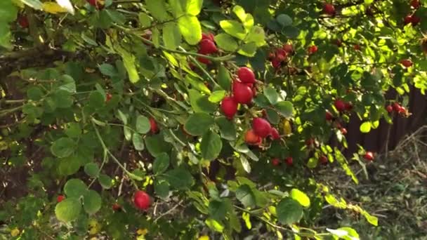 Pes Růže Keř Červenými Boky Podzimní Zahradě Větve Houpají Mírném — Stock video