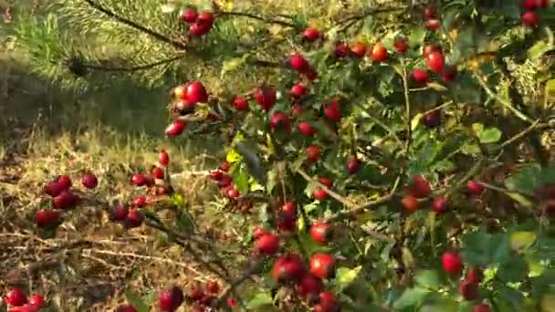 Pes Růže Keř Červenými Boky Podzimní Zahradě Větve Houpají Mírném — Stock video