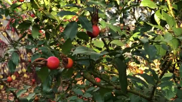 Perro Rosal Con Caderas Rojas Jardín Otoño Las Ramas Balancean — Vídeo de stock