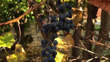Sonbahar hasadının asma dalında olgunlaşmış ve kurumuş organik siyah şarap üzümleri..