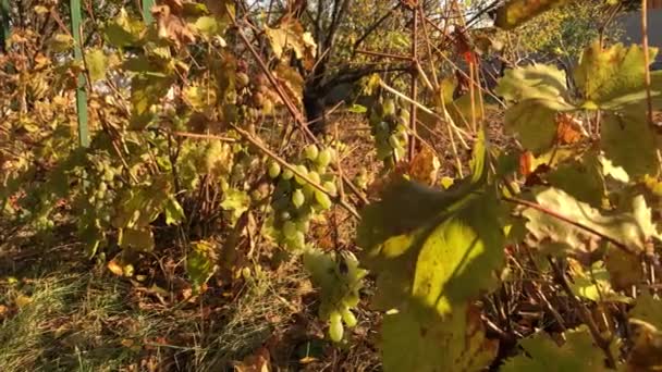 Racimos Uvas Vino Negro Ecológico Maduras Secas Rama Vid Cosecha — Vídeos de Stock