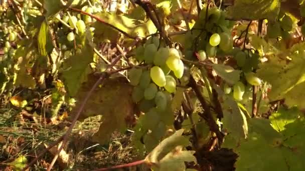 秋の収穫のつるの枝に熟した有機黒ワインのブドウを乾燥させるの束 — ストック動画