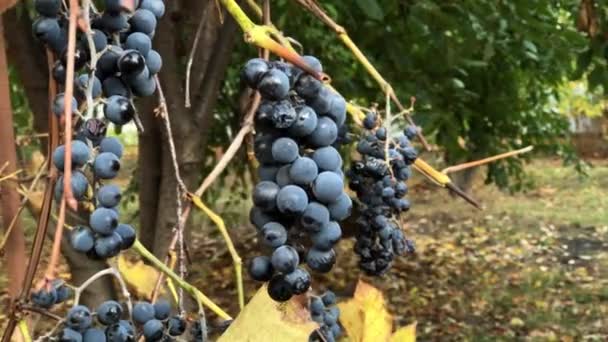 秋の収穫のつるの枝に熟した有機黒ワインのブドウを乾燥させるの束 — ストック動画