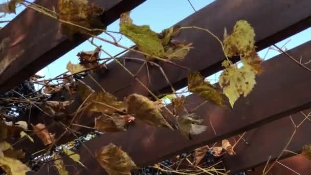 Pergola Com Cachos Uvas Folhas Uva Balançam Vento — Vídeo de Stock