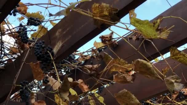 Pergola Med Druvklasar Druvblad Svajar Vinden — Stockvideo