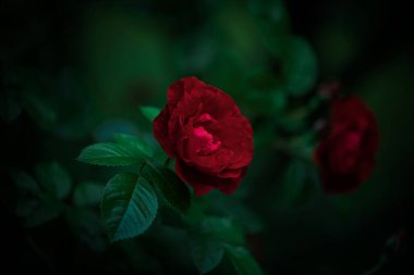 Akşam bahçesinde açan kırmızı güllerden bir çalılık