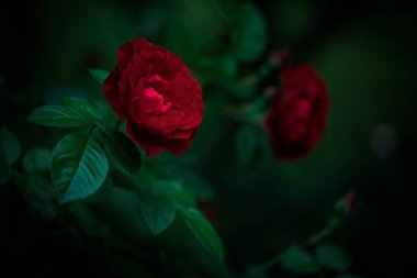 Akşam bahçesinde açan kırmızı güllerden bir çalılık