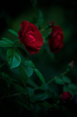 Akşam bahçesinde açan kırmızı güllerden bir çalılık