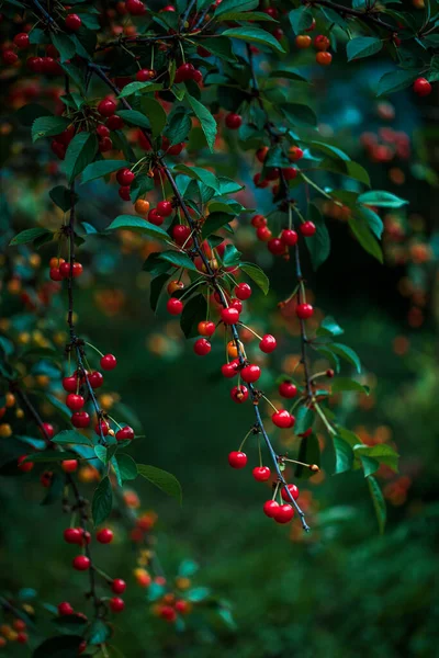 Блестящие Незрелые Красные Вишни Висящие Плодотворных Ветвях Вишни Плоды Красной — стоковое фото