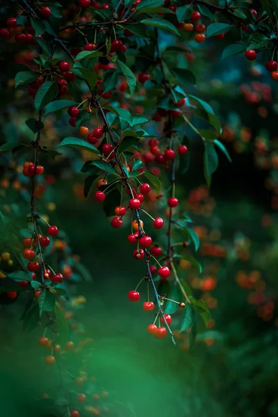 Glossy Unripe Red Cherries Hanging Fruitful Cherry Tree Branches Clusters — Zdjęcie stockowe