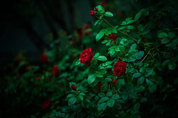 Bush Red Blooming Roses Evening Garden — Zdjęcie stockowe