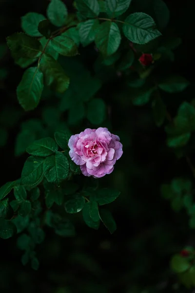 Bush Pink Blooming Roses Evening Garden — Stock Photo, Image