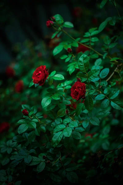 Кущ Червоних Квітучих Троянд Вечірньому Саду — стокове фото