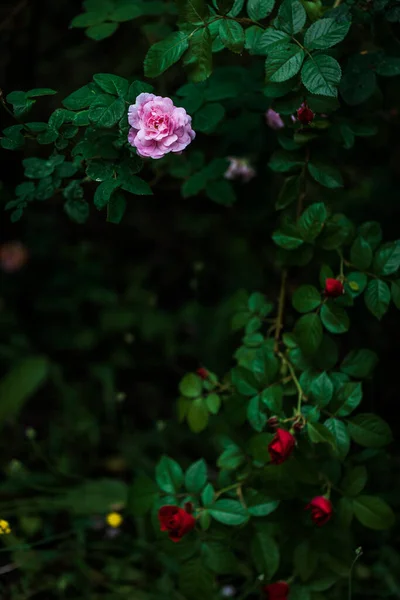 夜の庭に咲くピンクのバラの茂み — ストック写真