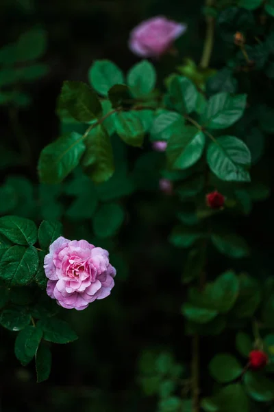 Bush Pink Blooming Roses Evening Garden — Stock Photo, Image