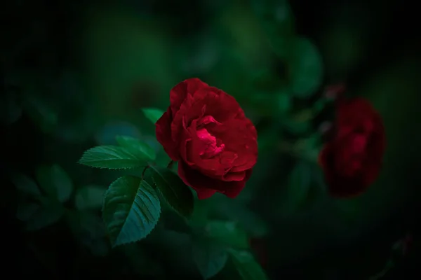 Bush Red Blooming Roses Evening Garden — Stock Photo, Image