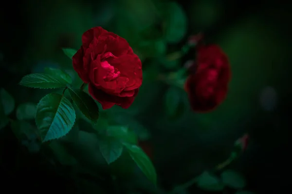 Bush Red Blooming Roses Evening Garden — Zdjęcie stockowe