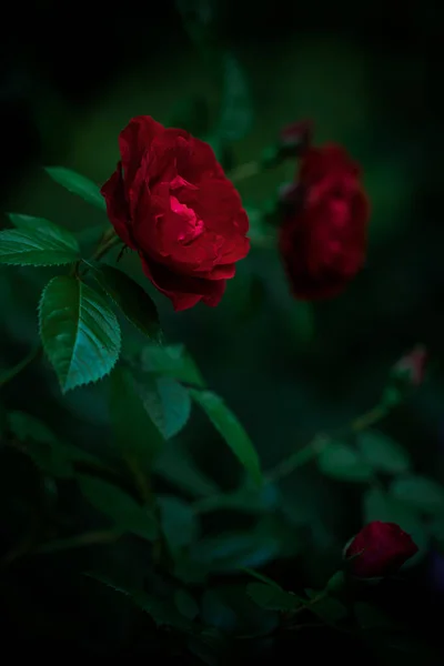 Křoví Rudě Kvetoucích Růží Večerní Zahradě — Stock fotografie