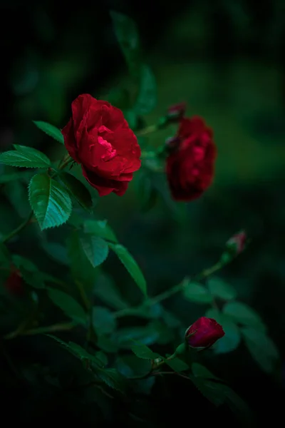 Bush Red Blooming Roses Evening Garden — Zdjęcie stockowe
