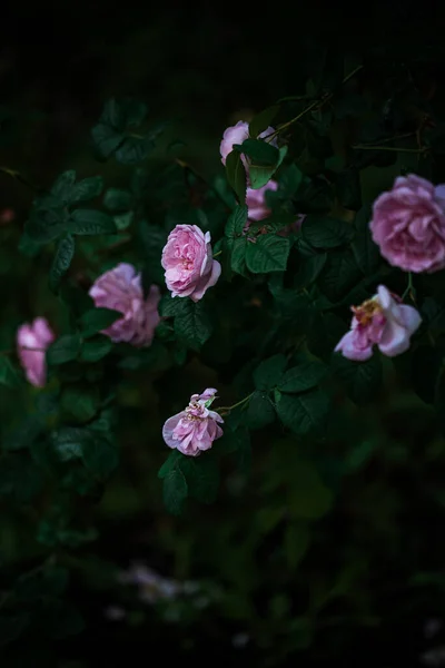 Bush Pink Blooming Roses Evening Garden — Stock Photo, Image