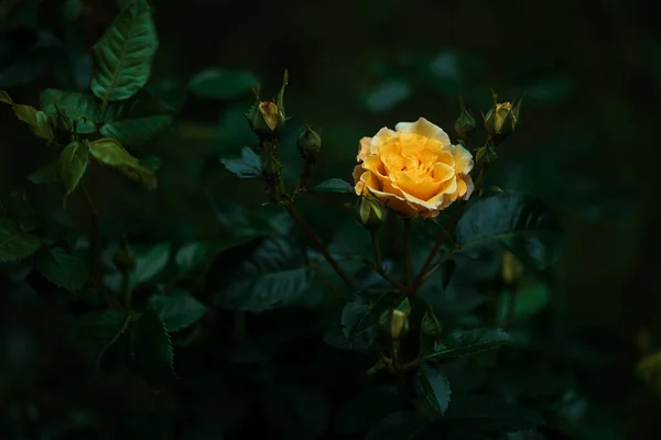 Bush Yellow Blooming Roses Evening Garden — Zdjęcie stockowe