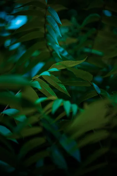 Σούμακ Αφράτο Ξίδι Λαμπερά Πράσινα Φύλλα Κοντινό Πλάνο Ωρίμανση Φρούτων — Φωτογραφία Αρχείου