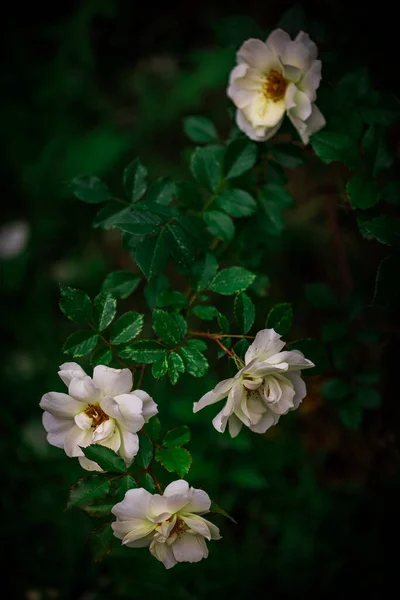 Кущ Білих Квітучих Троянд Вечірньому Саду — стокове фото