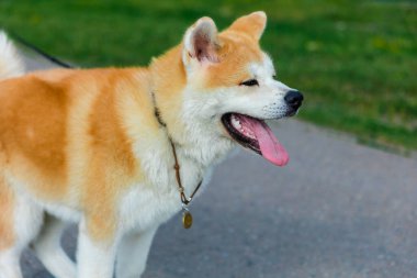 Akita Inu köpeği yeşil çimlerin yanındaki gri asfalt yolda duruyor.