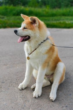 Akita Inu köpeği yeşil çimlerin yanındaki gri asfalt yolda oturuyor.