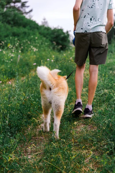 Ein Junger Mann Geht Mit Dem Welpen Eines Hundes Akita — Stockfoto