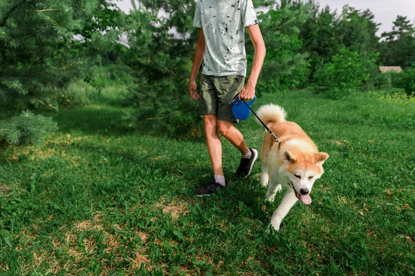 Young Man Walks Summer Park Young Puppy Dog Akita Concept — Stock Photo, Image