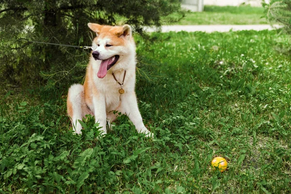 Akita Inu Hund Sitzt Glücklich Grünen Wald Mit Kleiner Gelber — Stockfoto