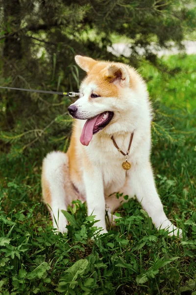 Akita Inu Perro Sentado Feliz Bosque Verde —  Fotos de Stock