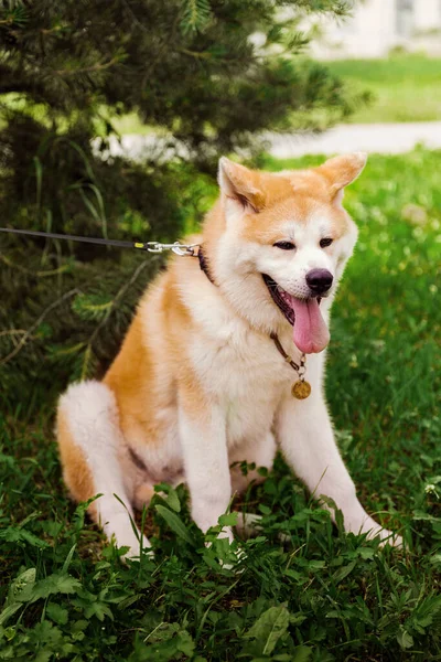 Akita Inu Perro Sentado Feliz Bosque Verde —  Fotos de Stock