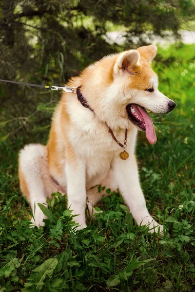 Собака Акіта Іну Щасливо Сидить Зеленому Лісі — стокове фото
