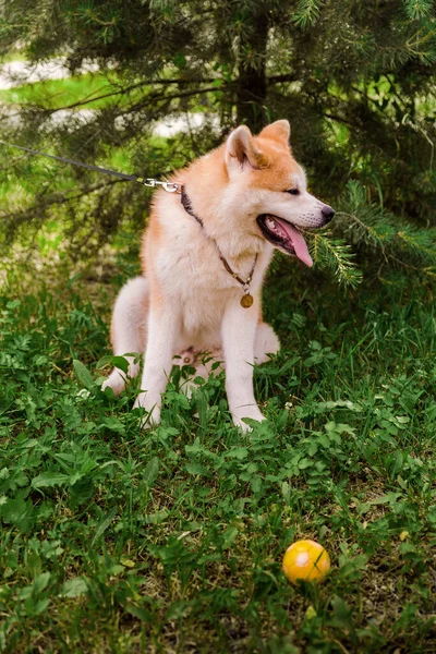 Akita Inu Perro Sentado Feliz Bosque Verde Con Una Pequeña — Foto de Stock