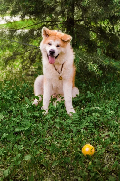 Akita Inu Perro Sentado Feliz Bosque Verde Con Una Pequeña — Foto de Stock