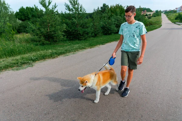 Young Man Walks Summer Park Young Puppy Dog Akita Concept — Stock Photo, Image