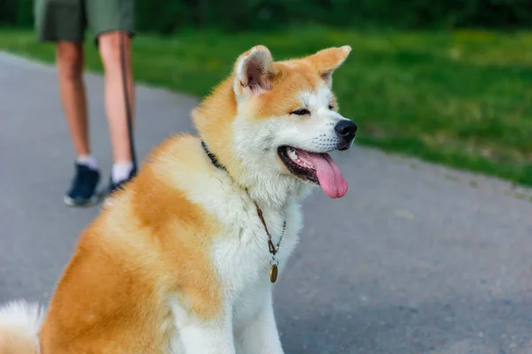 Akita Inu Perro Pie Camino Asfalto Gris Cerca Césped Verde —  Fotos de Stock