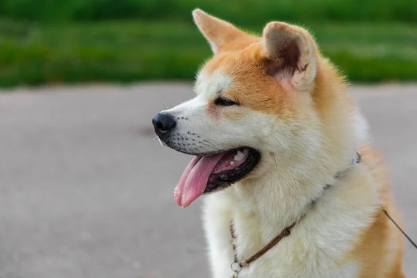 Akita Inu Perro Sienta Camino Asfalto Gris Cerca Césped Verde —  Fotos de Stock