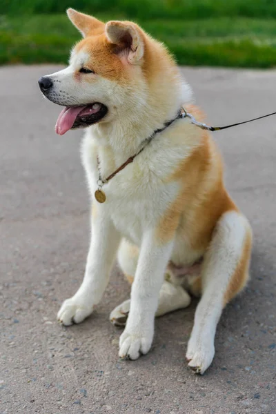 Akita Inu Dog Sits Gray Asphalt Road Green Lawn — Stock Photo, Image