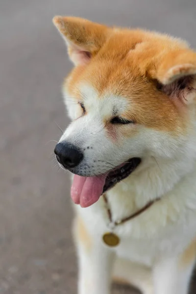 Akita Inu Perro Sienta Camino Asfalto Gris Cerca Césped Verde —  Fotos de Stock