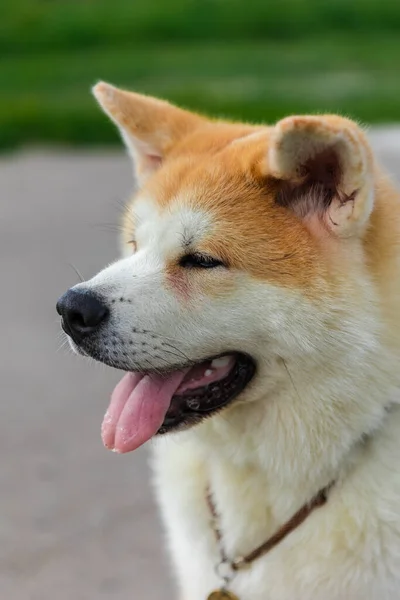 Akita Inu Perro Sienta Camino Asfalto Gris Cerca Césped Verde —  Fotos de Stock