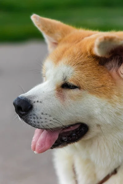 Akita Inu Perro Sienta Camino Asfalto Gris Cerca Césped Verde —  Fotos de Stock